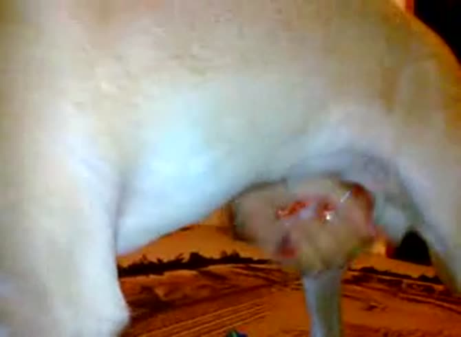 Video :Lady grabs dog dick and jacked it off